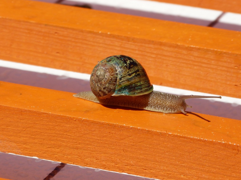 Escargot 2014