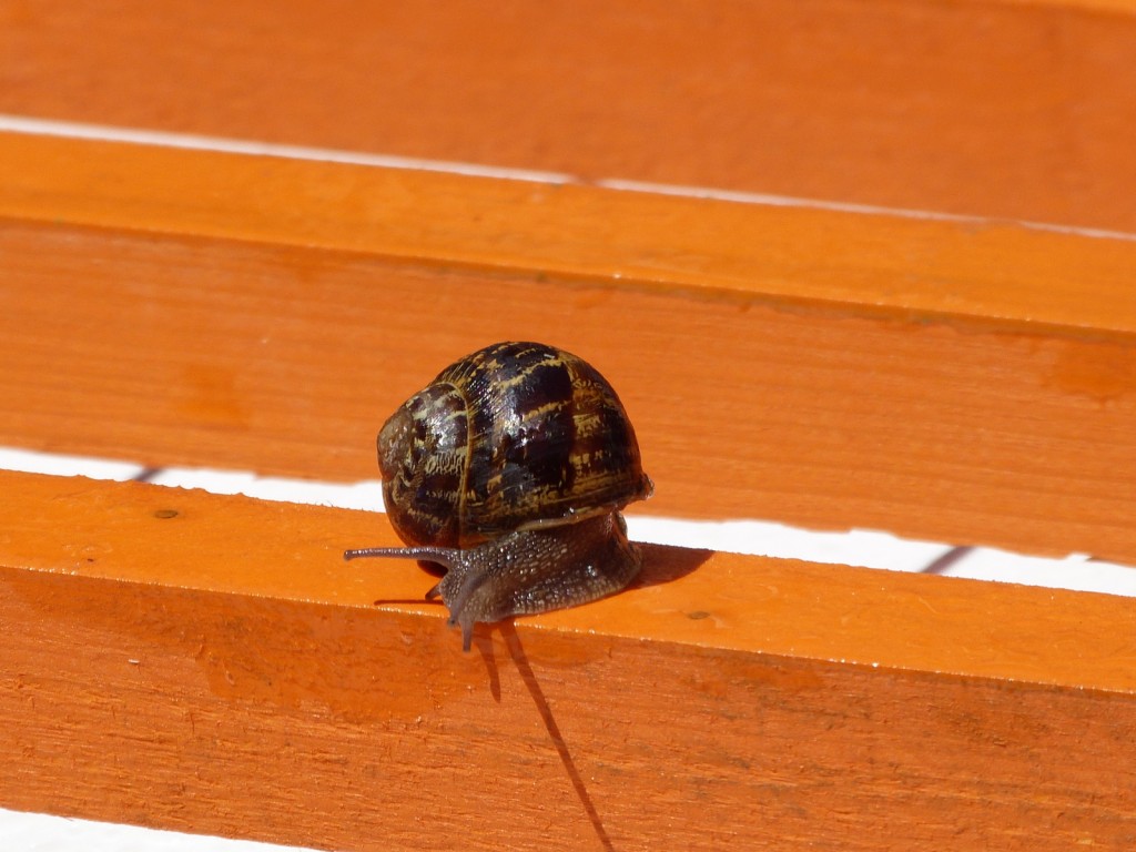 Escargot 2014