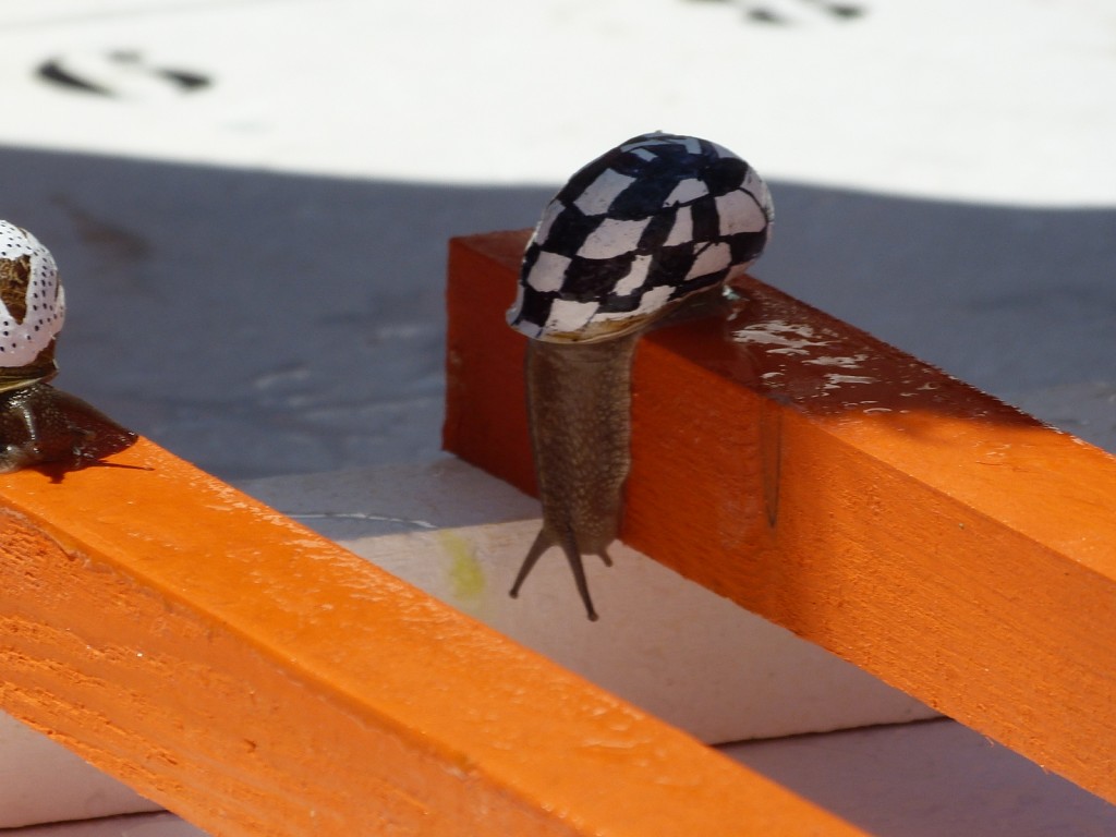 Escargot 2014