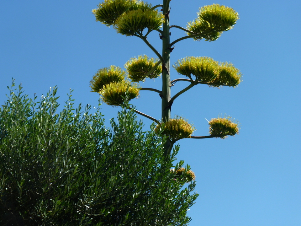 Fleur d'agave