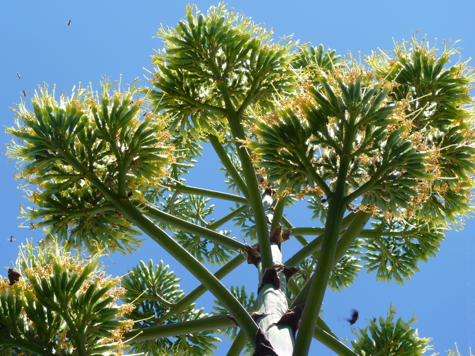 Fleur d'agave