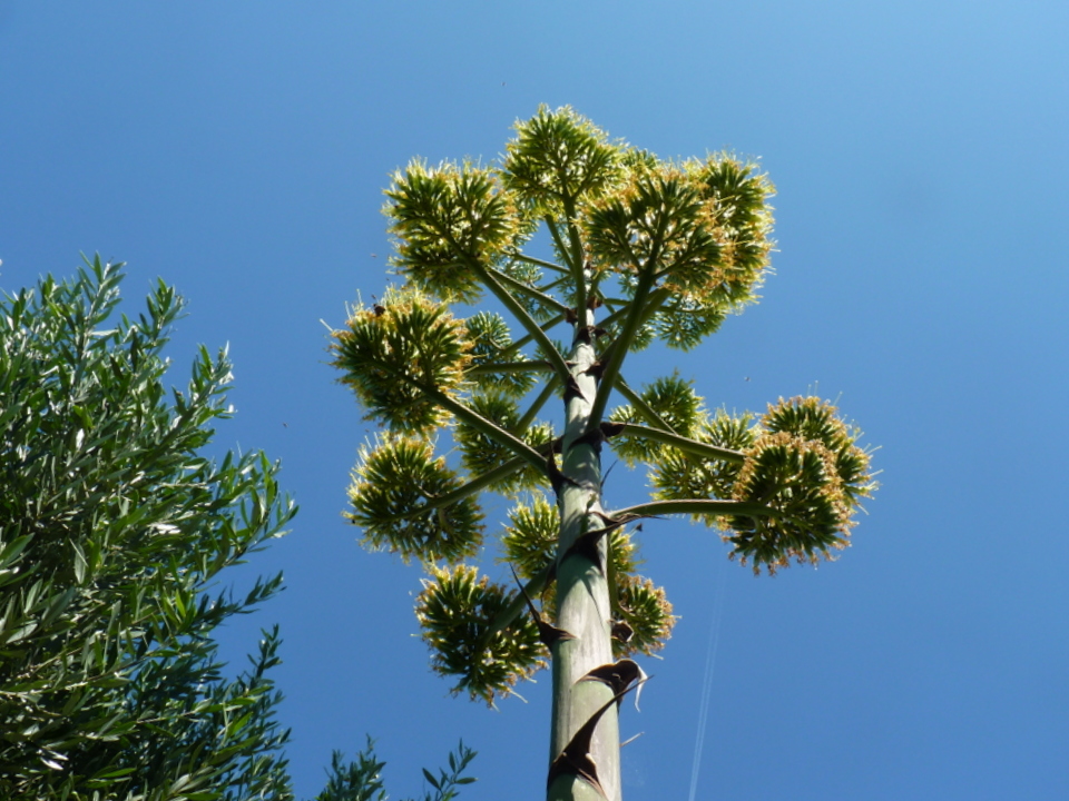 Fleur d'agave