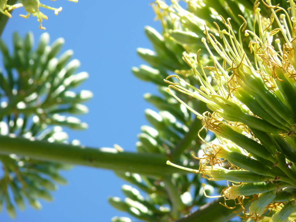 Fleur d'agave
