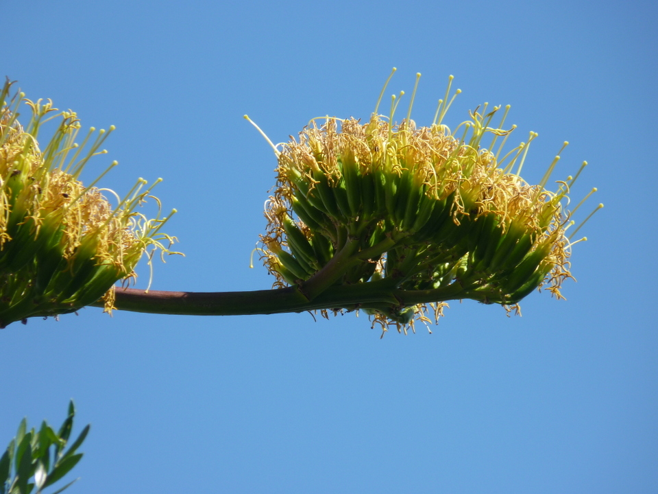 Fleur d'agave