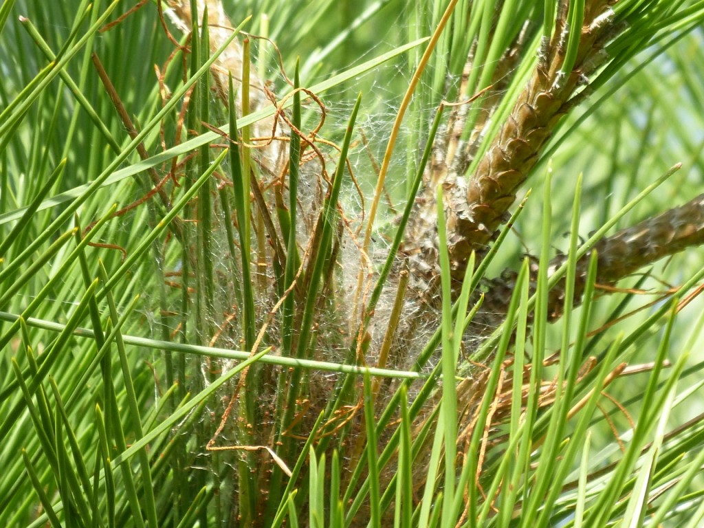 Cocon de chenilles processionnaires