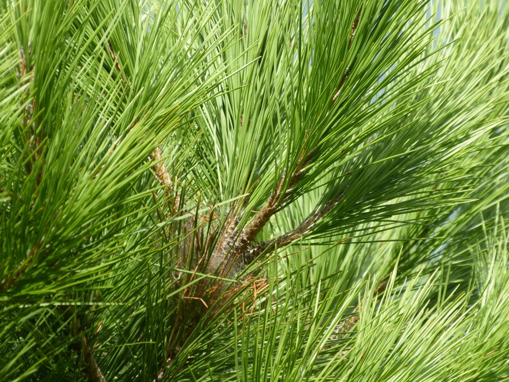 Cocon de chenilles processionnaires