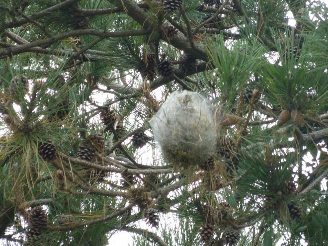 Cocon de chenilles processionnaires