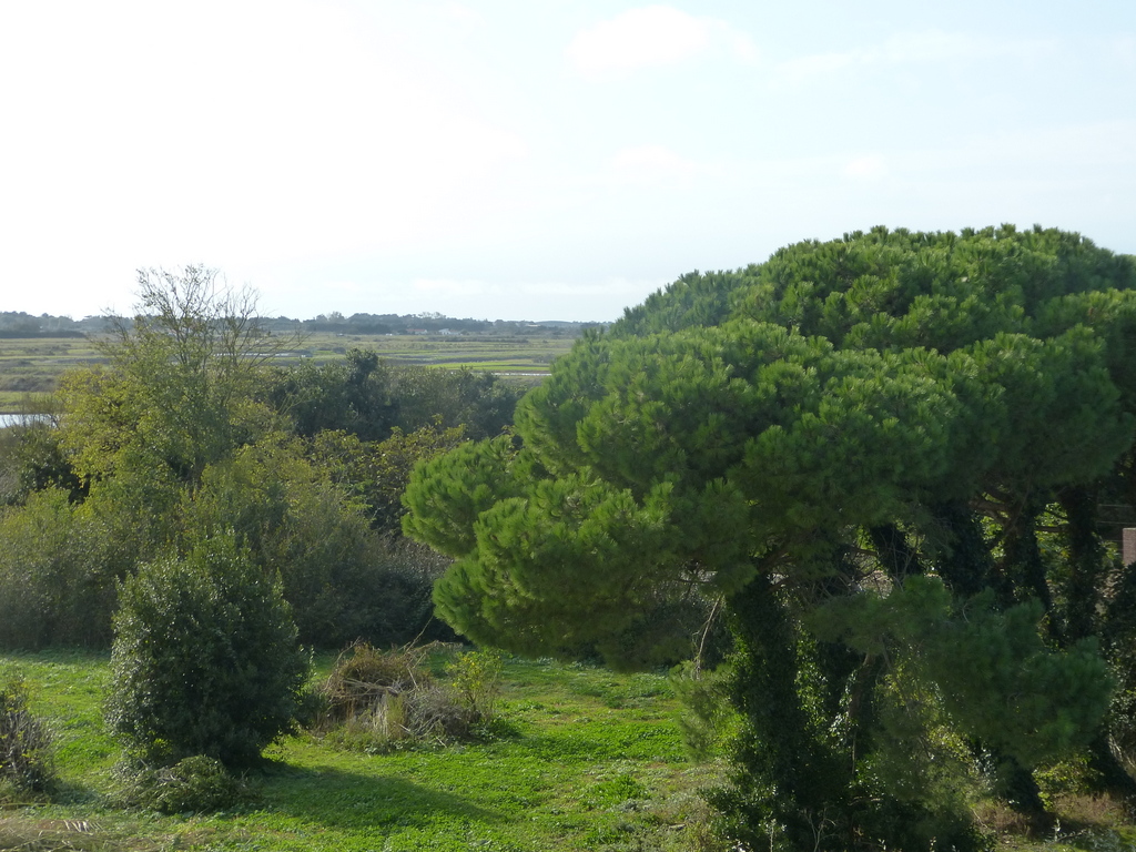 Loix - Perspective en haut du Moulin de l'Abbaye