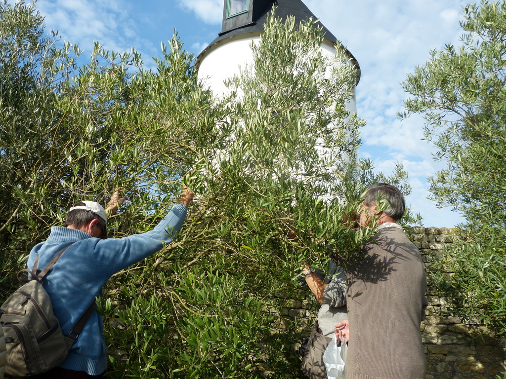 Cueillette d'olives au Moulin de l'Abbaye à Loix