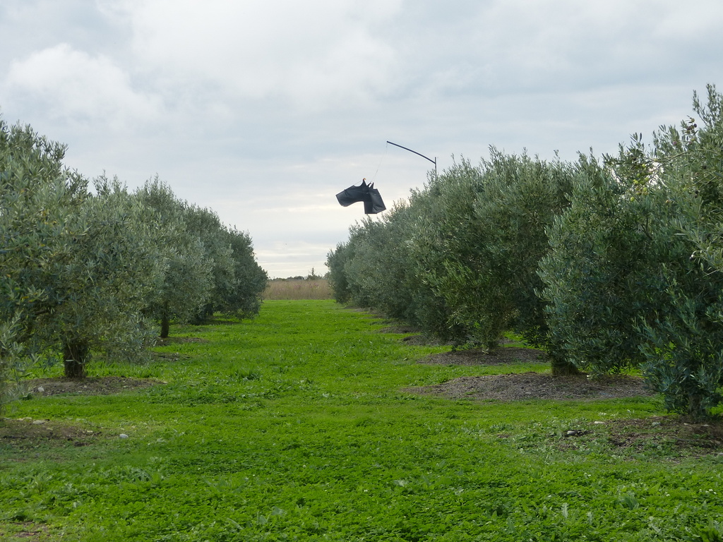 Loix - Oliveraie du Moulin du Puits salé