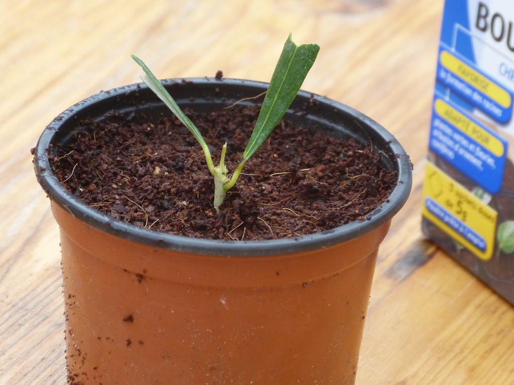 Loix - Atelier bouture d'olivier