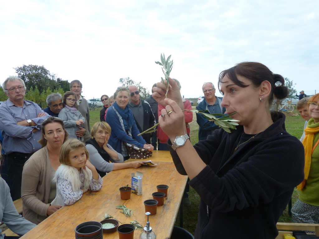 Loix - Atelier bouture d'olivier