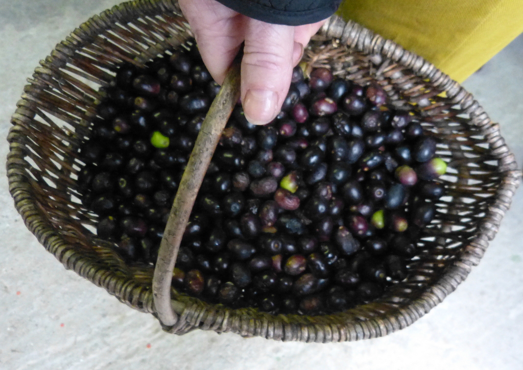 Olives de l'île de Ré