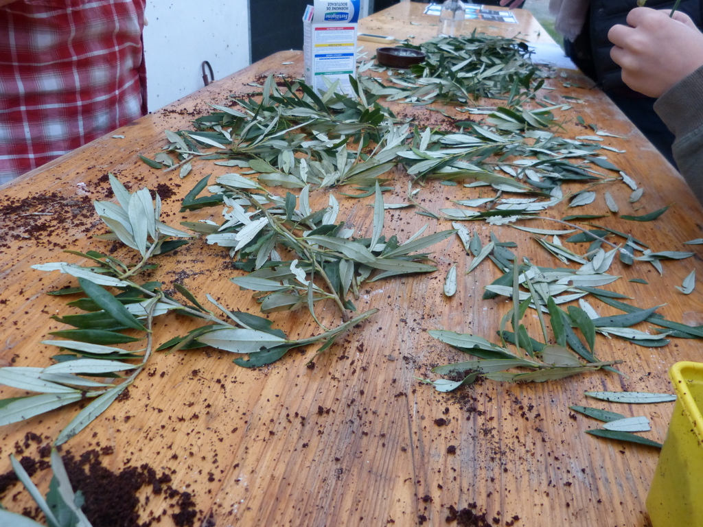 Loix - Atelier bouture d'olivier