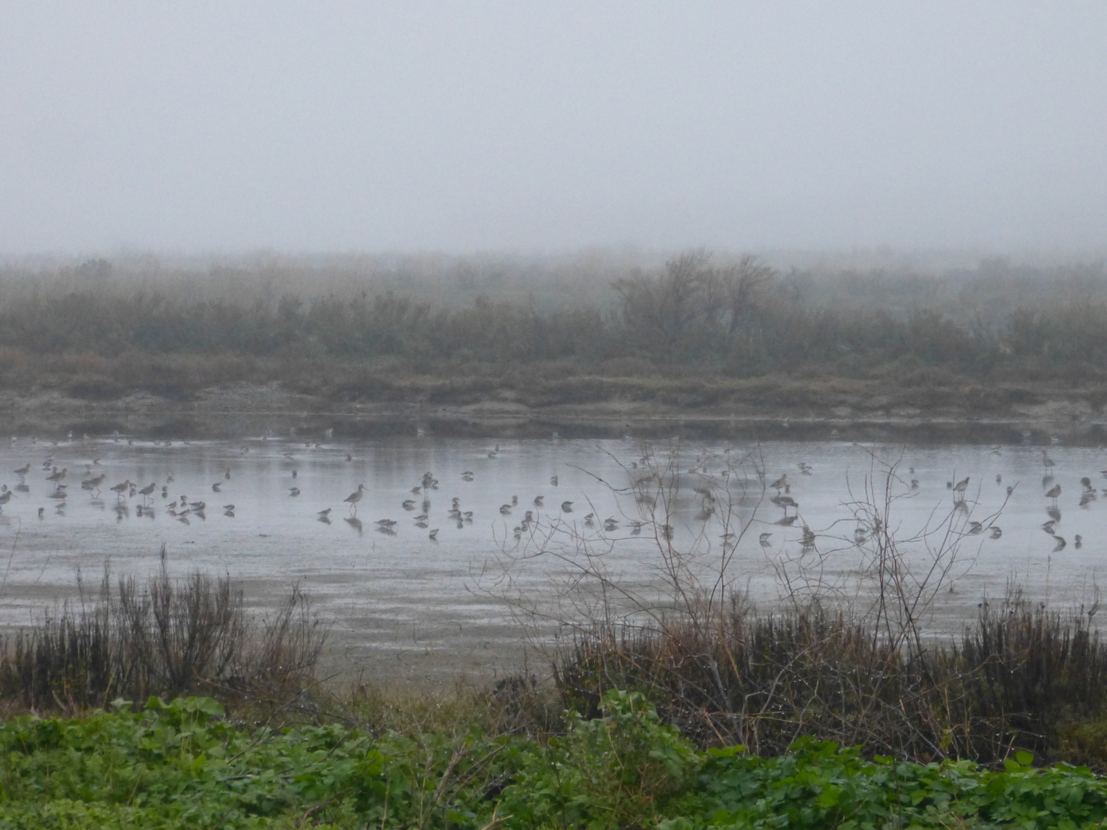 Chronique De La Mer De Brouillard Météo Ile de Ré 2015 – Chroniques ordinaires des petits moments de la