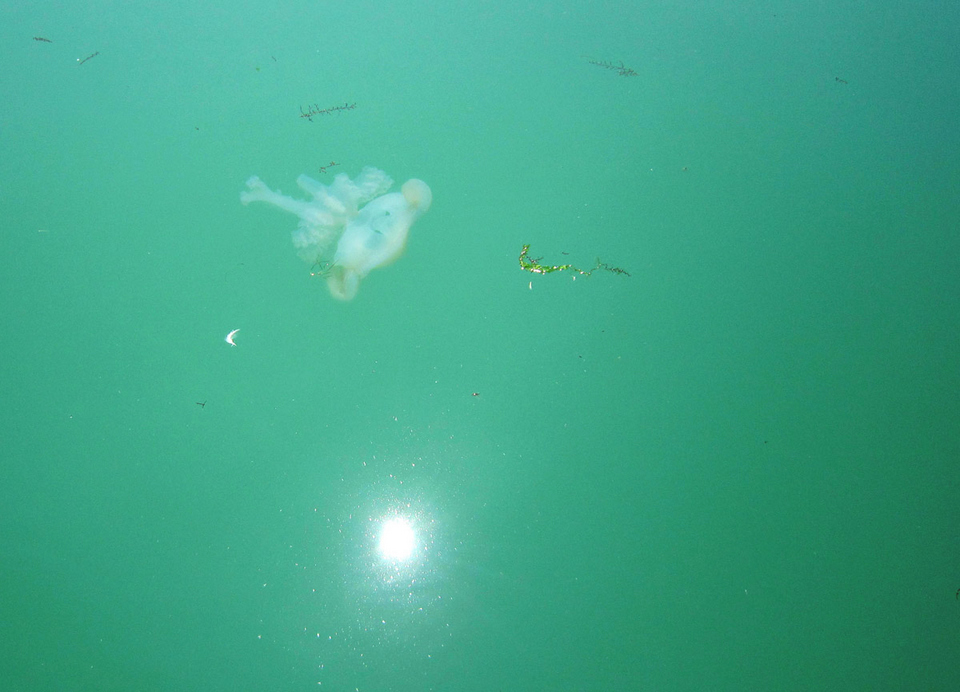 Etrange méduse
