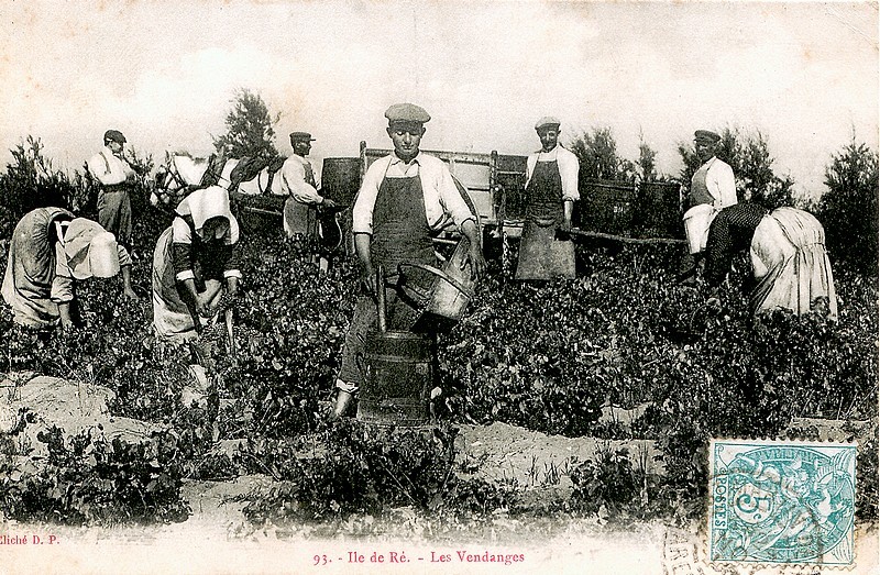 Carte postale ancienne de l'île de Ré