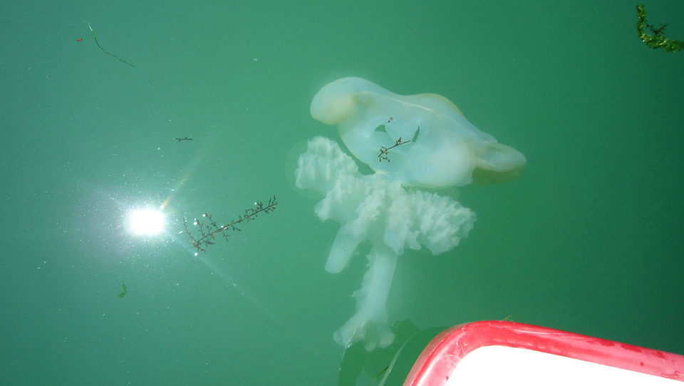 Etrange méduse